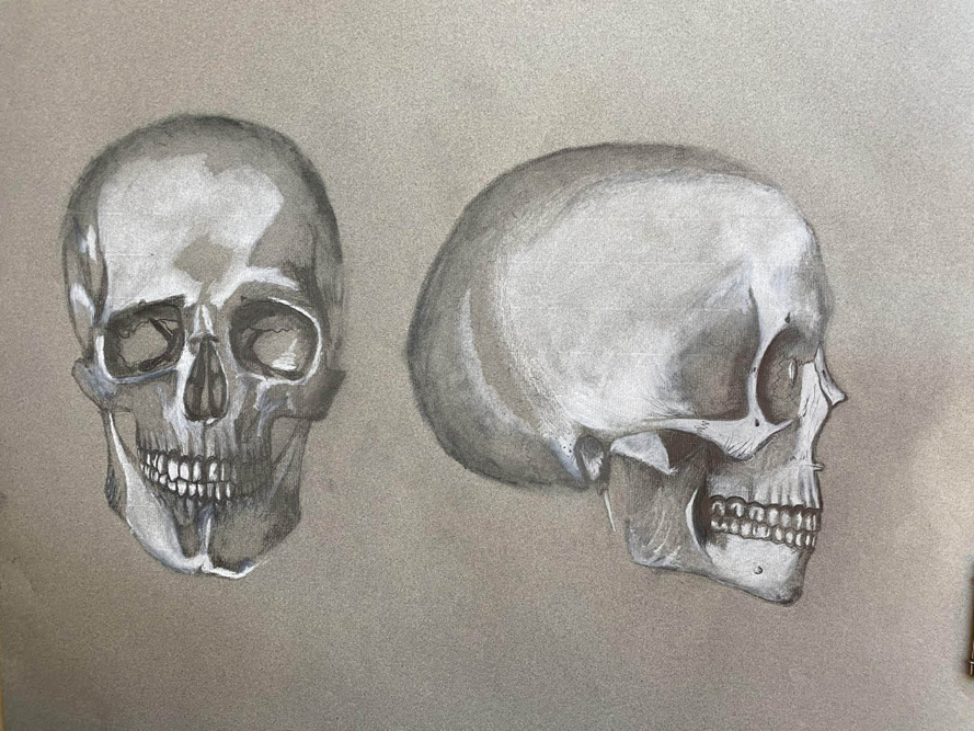 skull study